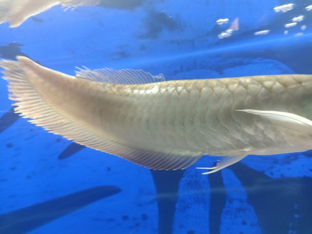 Biting Fins(stressed out Arowana)