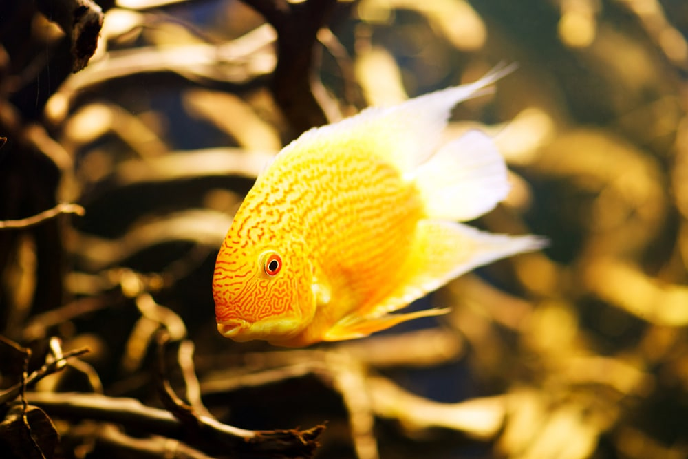 Gold Severums Care