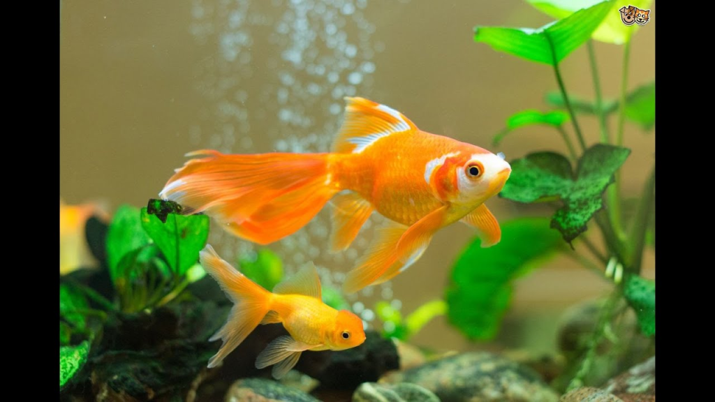 Gold Severums Care