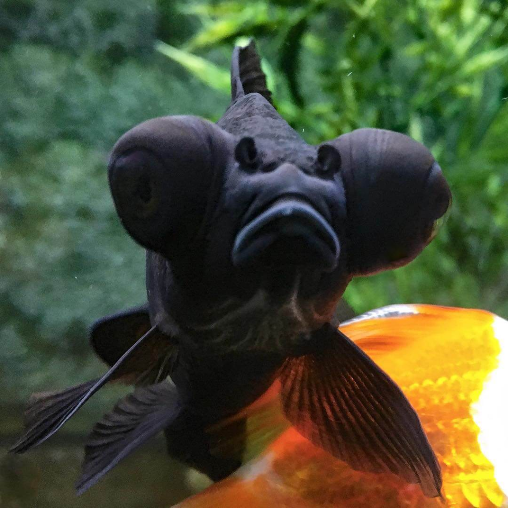 Can Black Moor Live With Goldfish? 