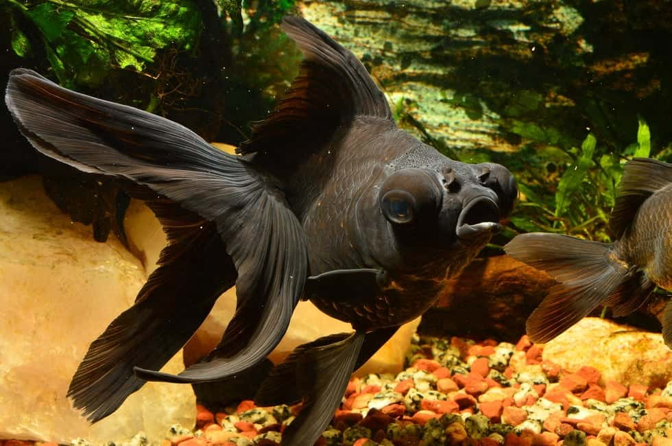 How Long Do Black Moor Fish Live