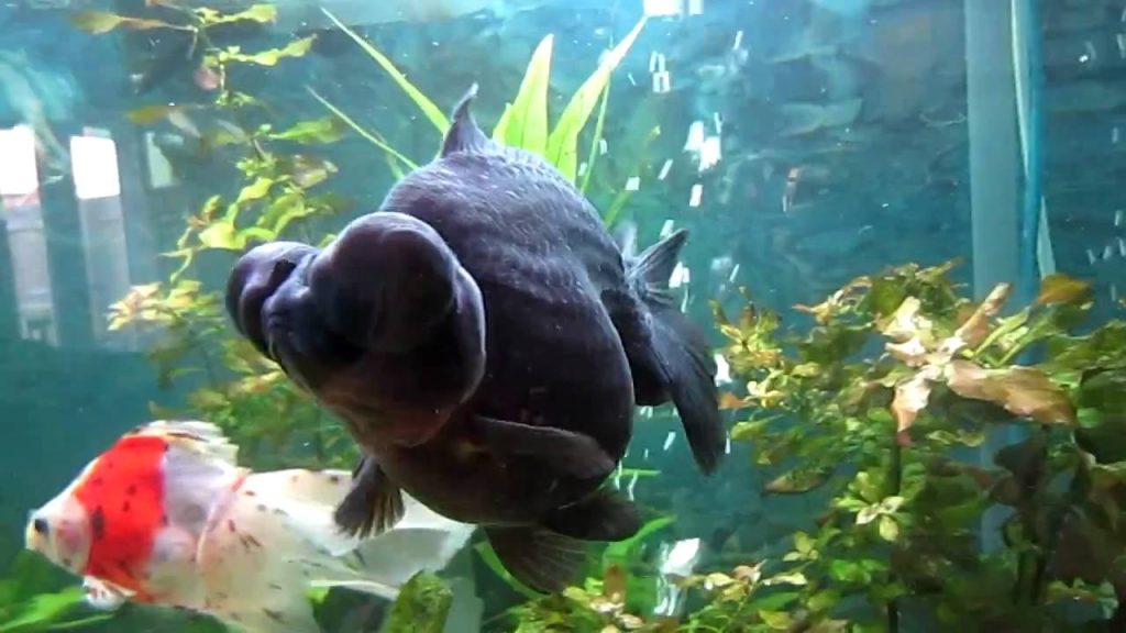 How Long Do Black Moor Fish Live