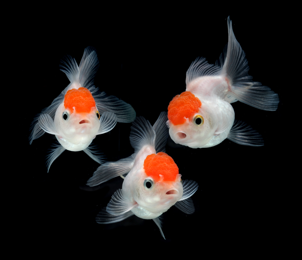 Longest Living Goldfish