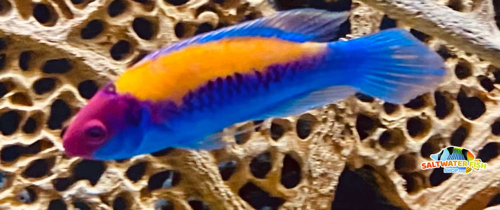 Orange Back Fairy Wrasse Care