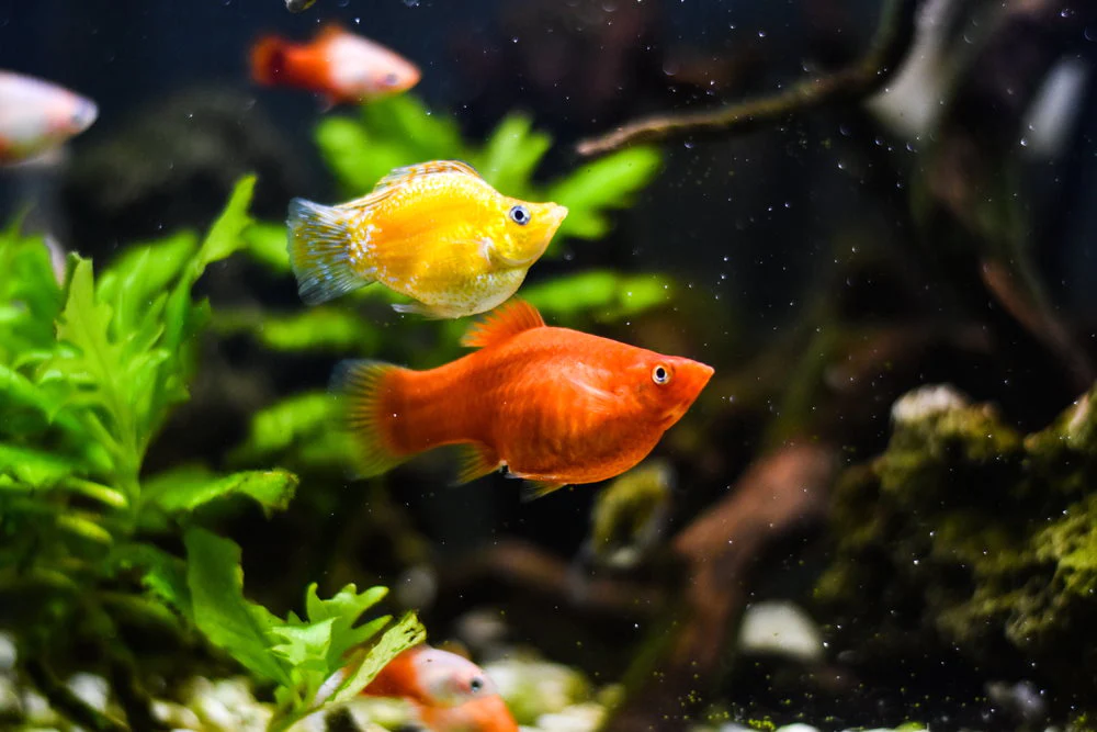 Do Molly Fish Eat Their Own Poop?