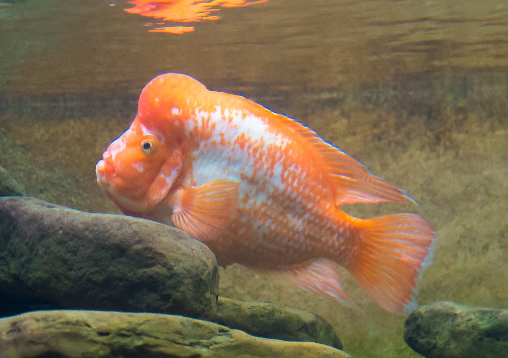 Red Devil Cichlid or Devil Fish care (What you should know)