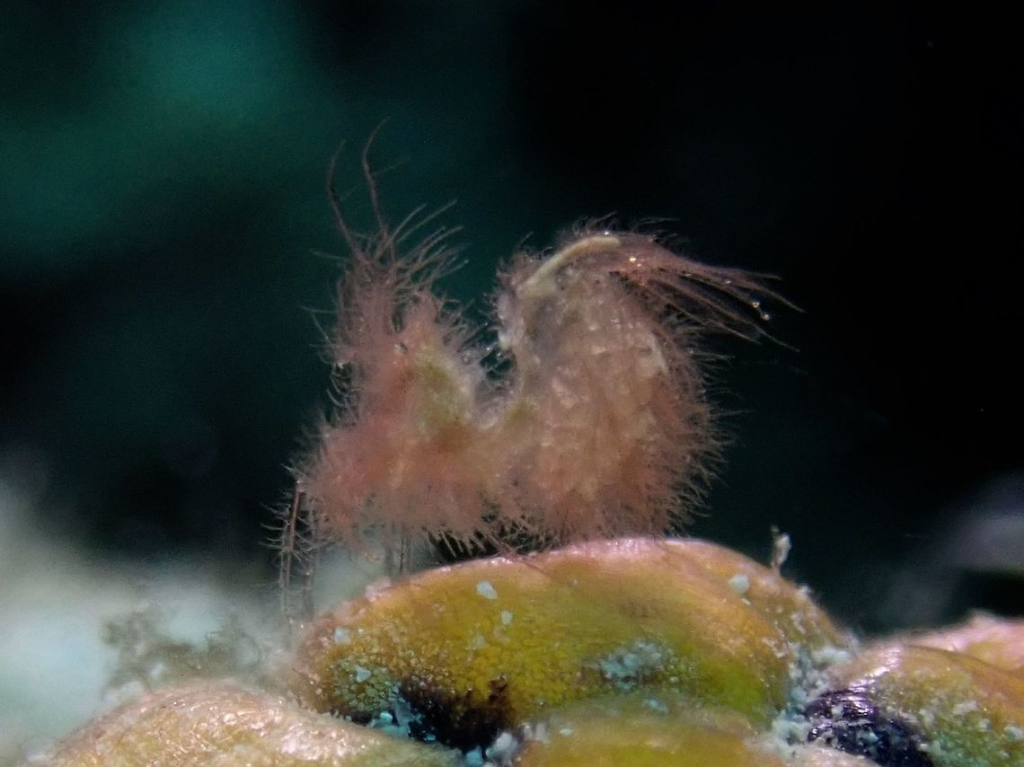 Mysterious hairy Shrimp