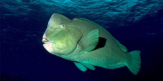 Green Humphead Parrotfish