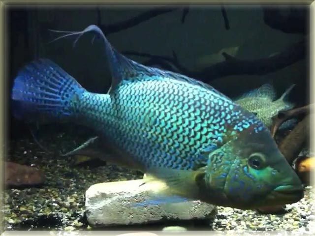 Umbee Cichlid Care | Elegant and Fierce Fish for your Tank |