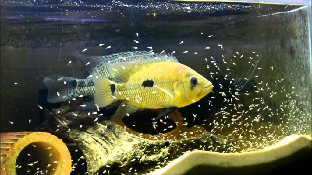 Umbee Cichlid Care | Elegant and Fierce Fish for your Tank |