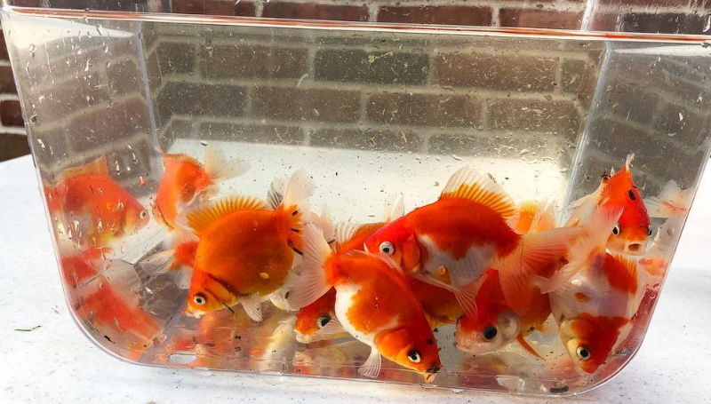 How to stop goldfish from breeding?