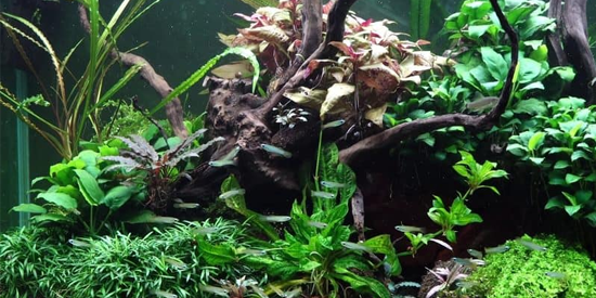 Is Manzanita Wood Safe For Aquariums?
