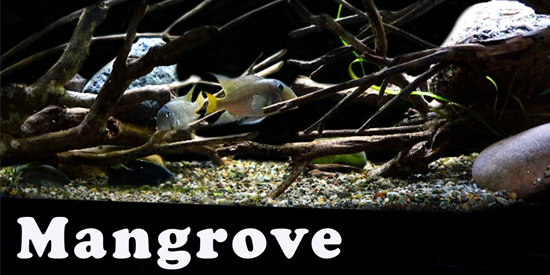 Is Mangrove Wood Safe for Aquariums?