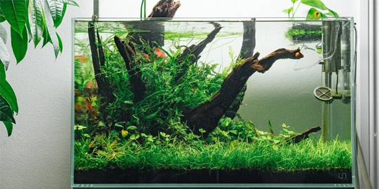 Is Driftwood Safe for Aquariums?