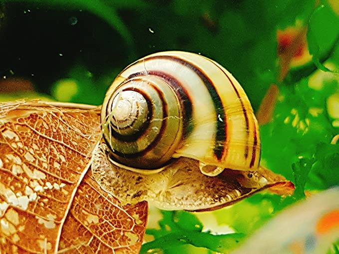 13 Types of Aquarium Snails 