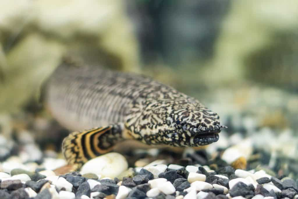 Delhezi Bichir