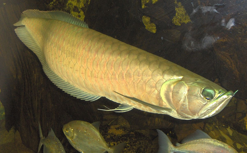 Tiger Shovelnose Catfish Tank Mates