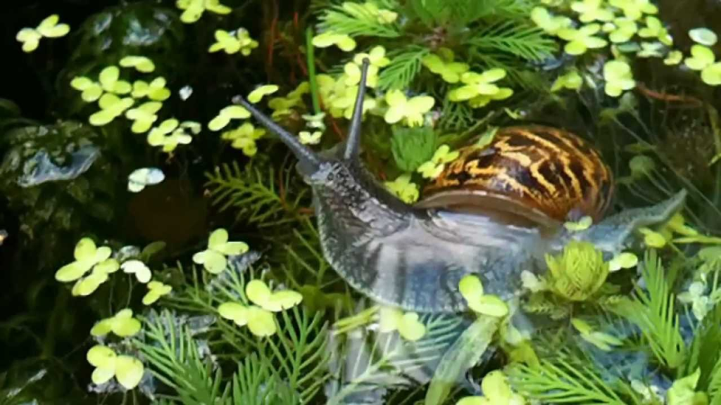 13 Types of Aquarium Snails 