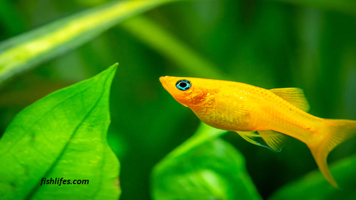 Do Molly Fish Eat Their Own Poop? ( Surprising Answer! )