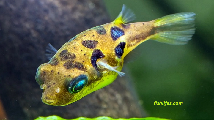 You are currently viewing Dwarf Pea Puffer Care | Tiny Yet Competitive Fish |