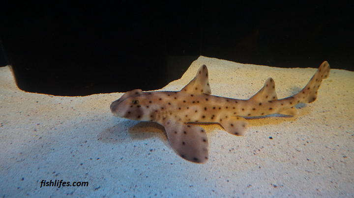 Read more about the article Horn Shark Tank Size | You Might Need a Bigger Tank |