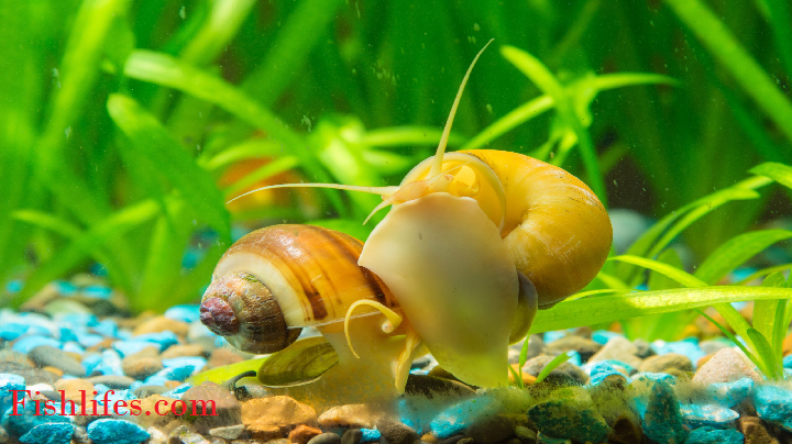 13 Types of Aquarium Snails
