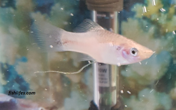 Stringy White Fish Poop: A Small Cautionary Tale