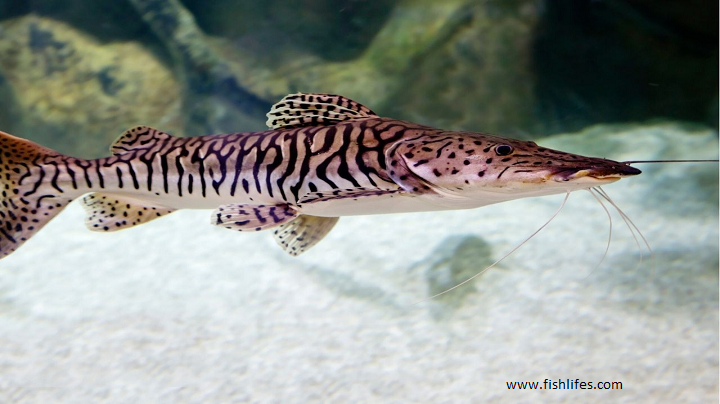 Read more about the article Tiger Shovelnose Catfish Tank Mates