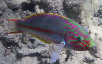 Thalassoma Rueppellii Care Guide | An Expensive Addition