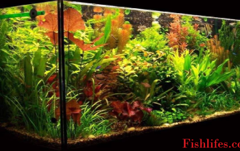 21 Extra Tall Aquarium Plants for Your Aquarium | Full Guide