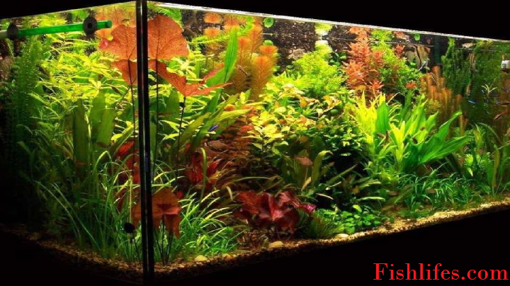 You are currently viewing 21 Extra Tall Aquarium Plants for Your Aquarium | Full Guide