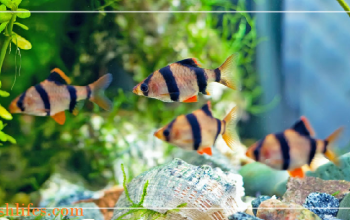 Breeding Tiger Barbs – a Comprehensive Guide you must see