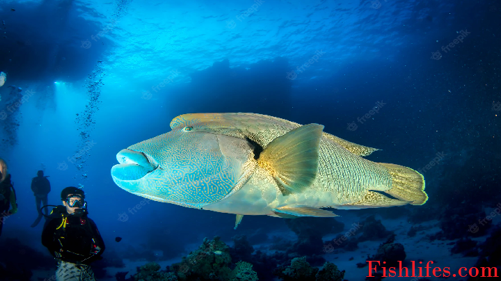 You are currently viewing Humphead Wrasse (the Amazing Gender-Shifting Fish)