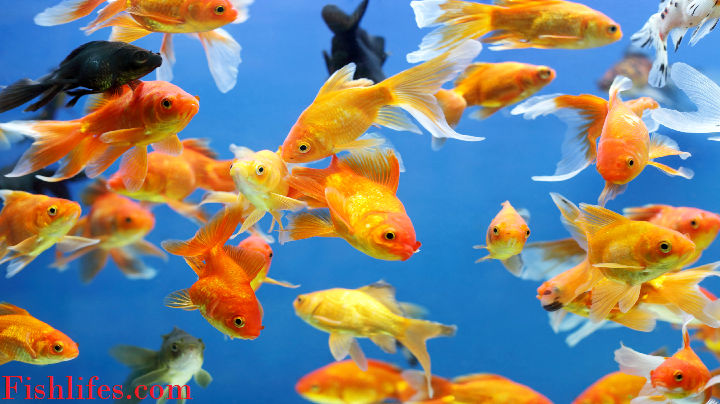 Read more about the article Taking Care of Goldfish in a Pond ( Complete Guide )
