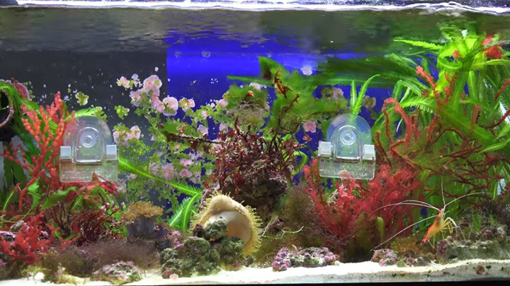 Read more about the article Live Plants For Saltwater Aquariums | 9 plants to know |
