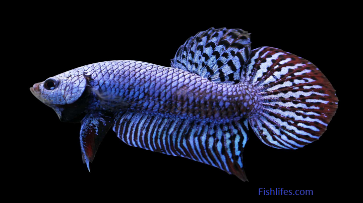 Read more about the article Alien Betta | Care, Feeding and Breeding Complete Guide |