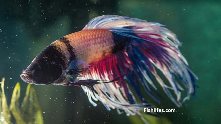 You are currently viewing How to Comfort a Dying Betta Fish? | You Need To Know|