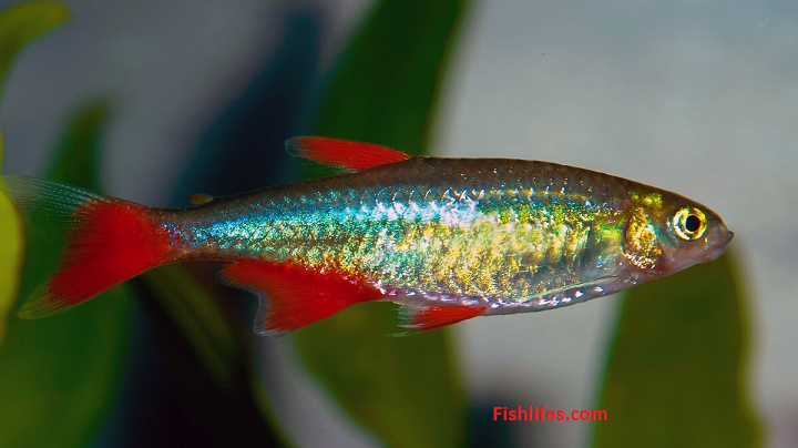 Read more about the article Bloodfin Tetra Care, Feeding, and Tank Mates