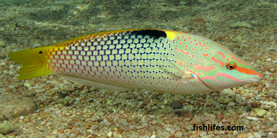  Checkerboard Wrasse