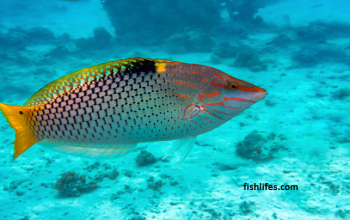 Checkerboard Wrasse | Interesting Information on this Awesome Fish |
