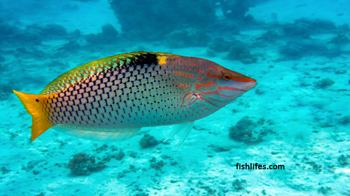 Read more about the article Checkerboard Wrasse | Interesting Information on this Awesome Fish |