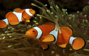 How Big Do Clownfish Get? Size Comparison on Each Species.