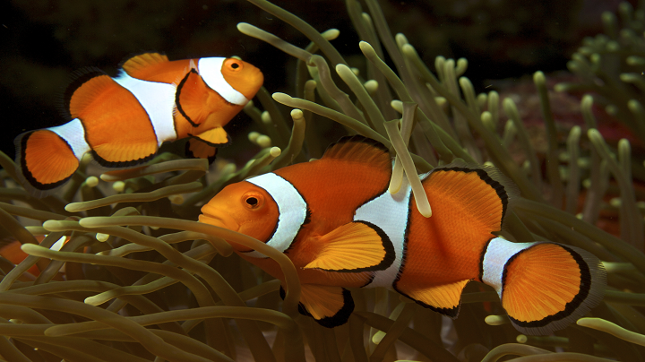 You are currently viewing How Big Do Clownfish Get? Size Comparison on Each Species.