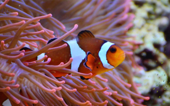 What Kind Of Fish Is Nemo? (Best Guide About Clownfish )