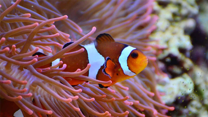 You are currently viewing What Kind Of Fish Is Nemo? (Best Guide About Clownfish )