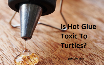 Is Hot Glue Toxic To Turtles? (No, But You Should Know This)