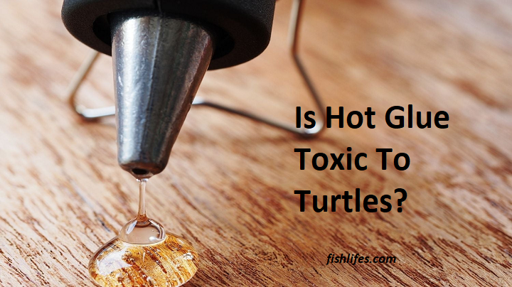 Read more about the article Is Hot Glue Toxic To Turtles? (No, But You Should Know This)