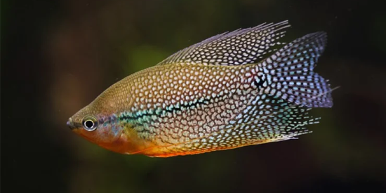 Pearl Gourami