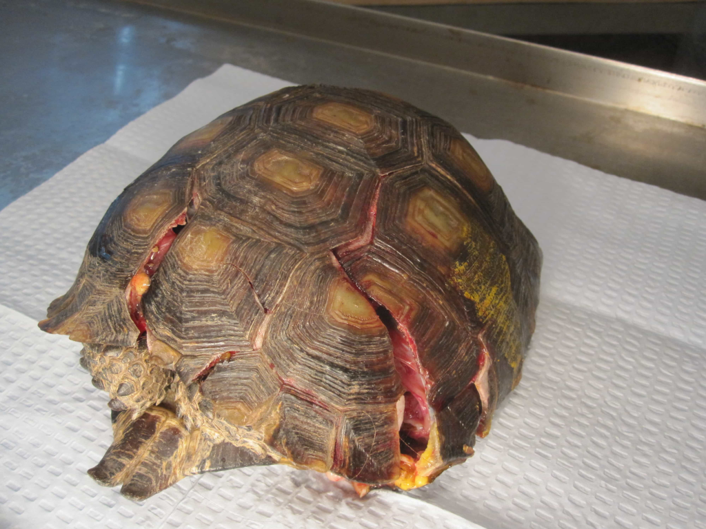 Repairing Damaged Turtle Shells(Is Hot Glue Toxic To Turtles?)