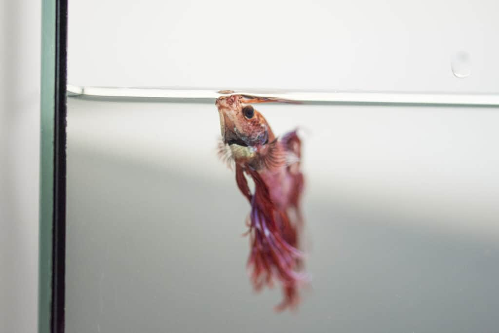 Dying Betta Fish